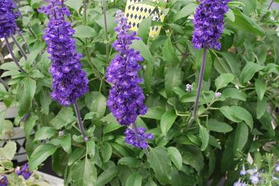 Salvia Mannequin™ 'Blue Mountain'