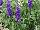 Hort Couture Plants: Salvia  'Blue Mountain' 