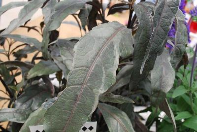  Pseuderanthemum Stainless Steel 