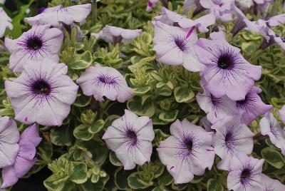 Glamouflage™ Petunia Blueberry 