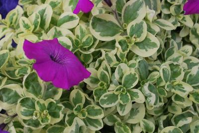 Petunia Glamouflage™ 'Grape'