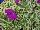 Hort Couture Plants: Petunia  'Grape' 