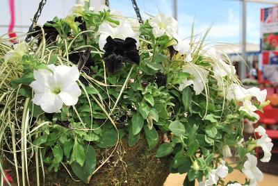 Hort Couture Plants: Perfectunia™ Petunia Little Black Dress 