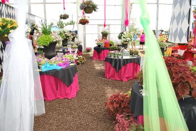 From HortCouture&reg;, Spring Trials 2014: On Display @ HortCouture®'s California Spring Trials 2014 @ GroLink, Oxnard, CA.