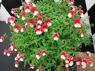 Nemesia  'Cherries Ala Mode'