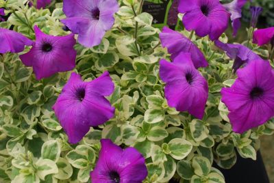 Hort Couture Plants: Glamouflage™ Petunia Grape 