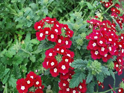 Hort Couture Plants: Eye Candy Verbena Divine Wine 