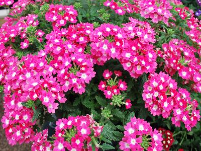 Hort Couture Plants: Eye Candy Verbena Perky Pink 