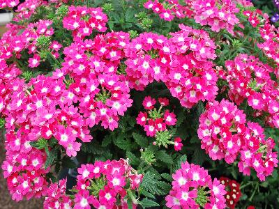 Verbena Eye Candy 'Perky Pink'