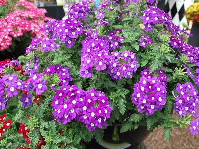 Eye Candy Verbena Purplicious 