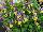 Hort Couture Plants: Viola  '' 