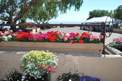 As seen @ the Ventura Botanical Garden, Spring Trials 2014: Welcome to Ventura (CA) Botanical Gardens, Spring Trials 2014.  Featuring EuroAmerican Propagators and the Suntory Collection.