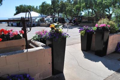 As seen @ the Ventura Botanical Garden, Spring Trials 2014: Welcome to Ventura (CA) Botanical Gardens, Spring Trials 2014.  Featuring EuroAmerican Propagators and the Suntory Collection.