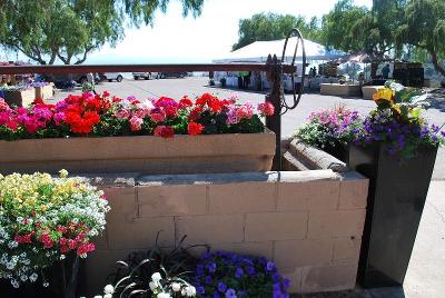 As seen @ the Ventura Botanical Garden, Spring Trials 2014: Welcome to Ventura (CA) Botanical Gardens, Spring Trials 2014.  Featuring EuroAmerican Propagators and the Suntory Collection.