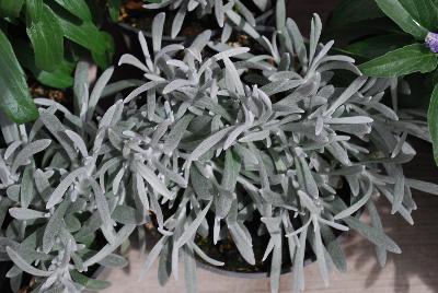  Helichrysum Silverball 