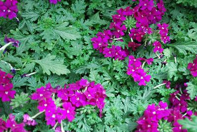 Verbena Vectura® 'Purple Daydream™'