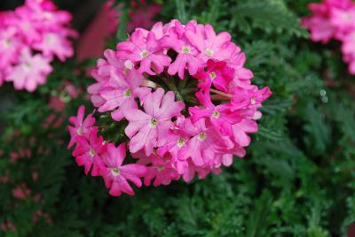 Vectura® Verbena Bright Pink 