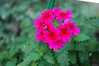 Verbena Samira® 'Rose'