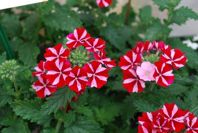 Samira® Verbena Deep Red Star 