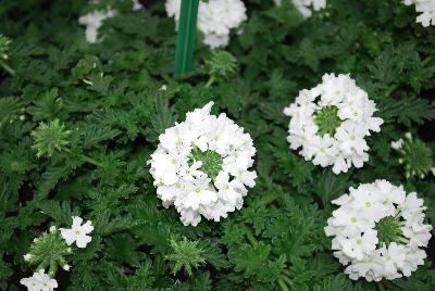 Vectura® Verbena White 