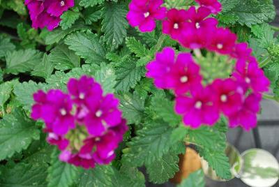 Verbena Samira® 'Purple'