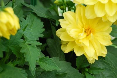 Dahlia Lubega® Power 'Yellow'