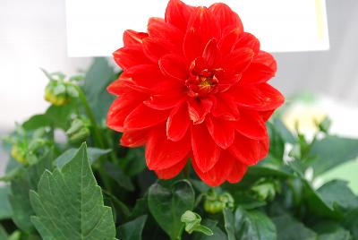 Lubega® Power Dahlia Orange 