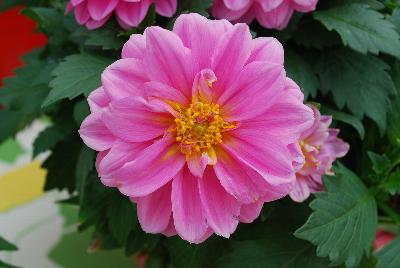 Lubega® Power Dahlia Rose 