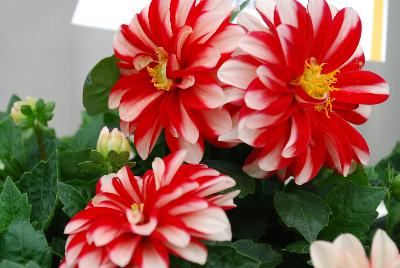 Dahlia Lubega® Power 'Red White'