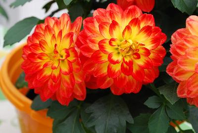 Dahlia Lubega® Power 'Yellow Red'