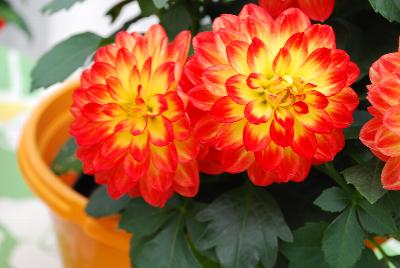 Lubega® Power Dahlia Yellow Red 