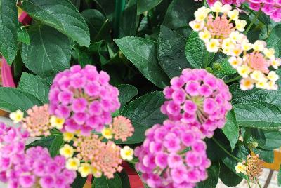 Esperanta® Lantana Pink 