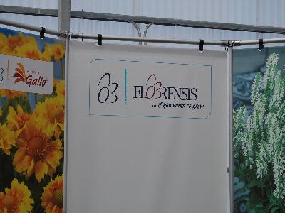 Florensis Spring Trials 2013: Welcome to Florensis Spring Trials 2013: If you want to grow....