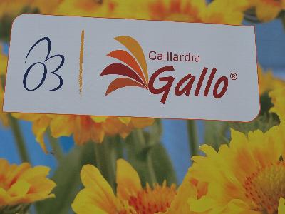 Gallo&reg; Gaillardia: At Florensis Spring Trials 2013: Gallo&trade; Gaillardia