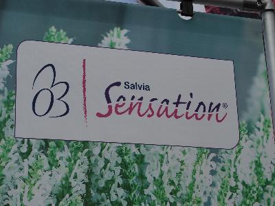 Sensation&reg; Salvia: At Florensis Spring Trials 2013: Sensation&reg; Salvia.