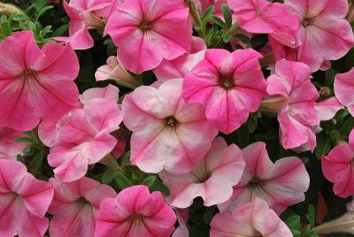 Petunia Glow® 'Pink Stardust'