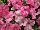 Florensis: Petunia  'Pink Stardust' 
