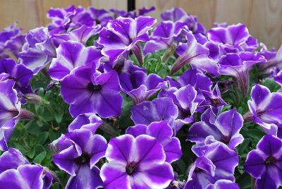 Petunia Glow® 'Blue Stardust'