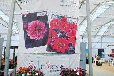 As Seen @ Florensis Spring Trials, 2014: Welcome to Florensis California Spring Trials 2014.  www.florensis.com