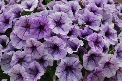 Petunia Glow® 'Blue Vein'