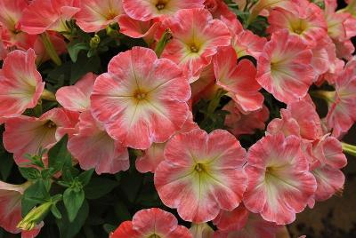 Petunia Glow® 'Peach Morn'