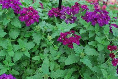 Verbena Venturi 'Purple'