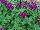 Florensis: Verbena  'Purple' 