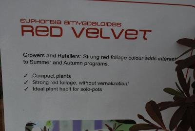 As Seen @ Florensis Spring Trials, 2014: ::From Florensis California Spring Trials 2014*Euphorbia amygdaloides Red Velvet*Growers and Retailers will love the strong red foliage for Summer and Autumn programs*Compact plants*Strong red foliage*No vernalization required!*Ideal habit for solo-pots