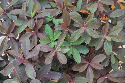 Euphorbia  'Red Velvet'