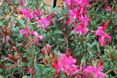 Gaudi™ Gaura Red 