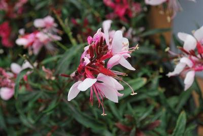 Gaudi™ Gaura Pink 