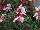 Florensis: Gaura  'Pink' 