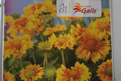 As Seen @ Florensis Spring Trials, 2014: From Florensis California Spring Trials 2014.  Gallo&trade; Gaillardia.