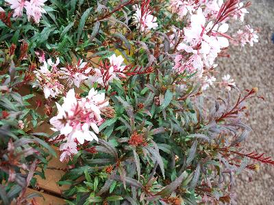 Gaura Gaudi 'Pink'